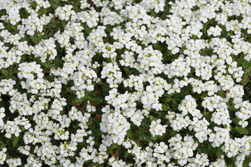 white flowers