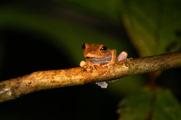 balancing frog