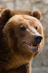 Fototapeta premium close up portret of a brown bear