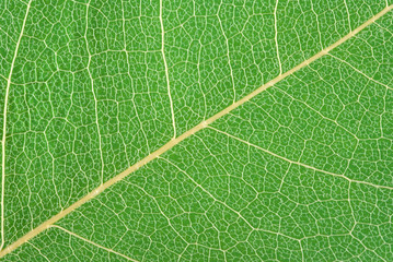 leaf background