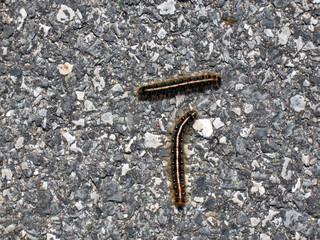 eastern tent caterpillars