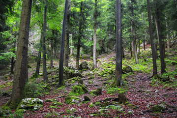 in dark wet forest