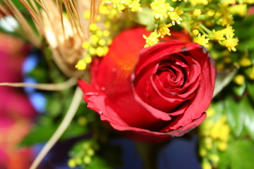 rosa rossa