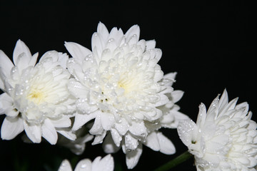 bouquet of the white chrysanthemums isolated on black