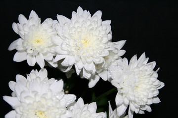 bouquet of the white chrysanthemums isolated on black