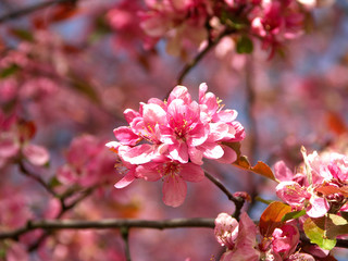 cherry blossom