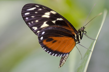 butterfly - heliconius hecale