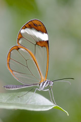 Fototapeta na wymiar butterfly - Greta oto