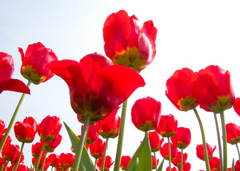 Fototapeta na wymiar spring tulips