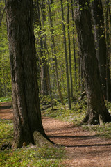 Obraz premium chodnik przez las