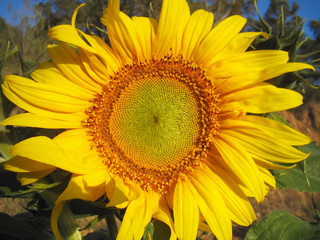 Obraz premium sunflower