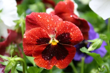 Cercles muraux Pansies red pansy
