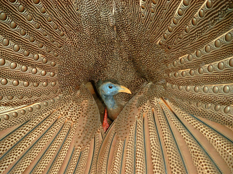 pfau in voller pracht