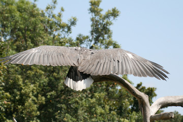 Fototapeta premium eagle wings