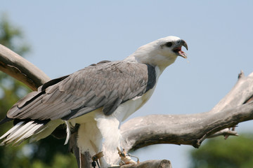eagle with open mouth