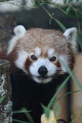 Fototapeta premium red panda
