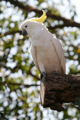 white and yellow parrot