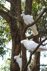 three white parrot