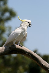 white and yellow parrot