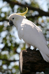 parrot in backlight