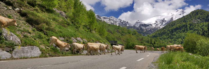 Fototapeta na wymiar les vaches traversent la route