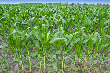 corn field on a cloudy day 4