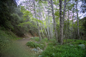 angeles crest forest path