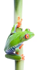 Crédence de cuisine en verre imprimé Grenouille frog on bamboo