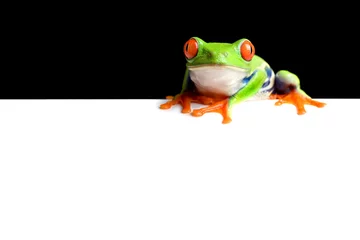 Photo sur Plexiglas Grenouille bordure de grenouille
