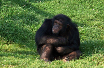 chimpanzé