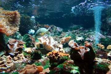 poisson dans aquarium