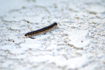 caterpillar