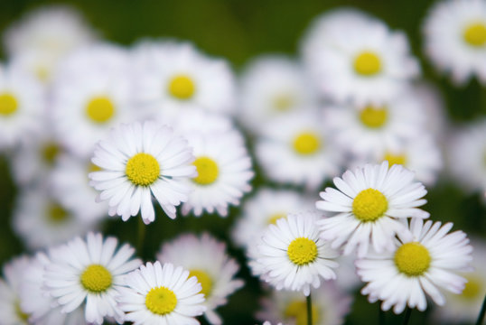 osterblumen