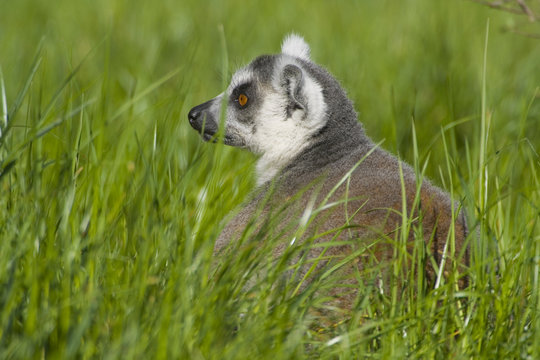 lemur catta in grass
