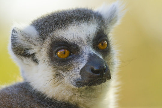 lemur catta portrait