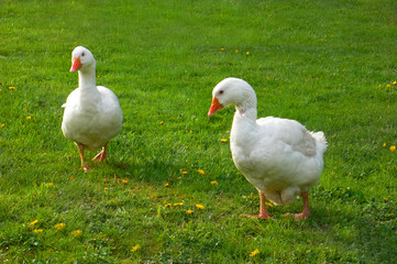 gänse