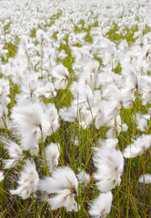 cotton grass