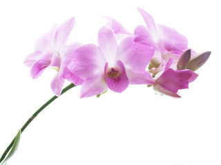 Naklejka na ściany i meble kwiaty orchidei