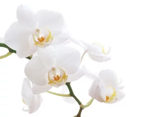 Abwaschbare Fototapete weisse Orchidee © ArtmannWitte