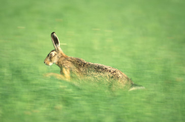 jumping hare