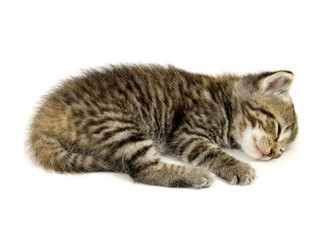 Obraz premium kitten taking a nap on a white background