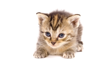 Obraz premium cat at rest on white background