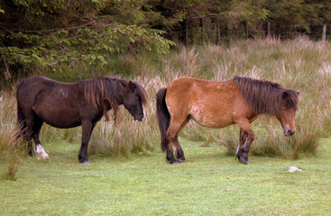 moorland ponies