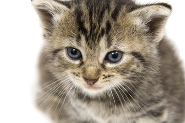 closeup of a small kitten