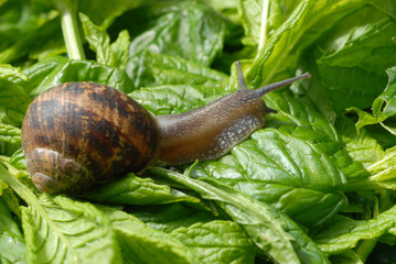 l'escargot