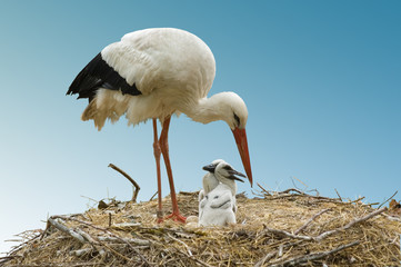 storch und storchenjunge beim füttern