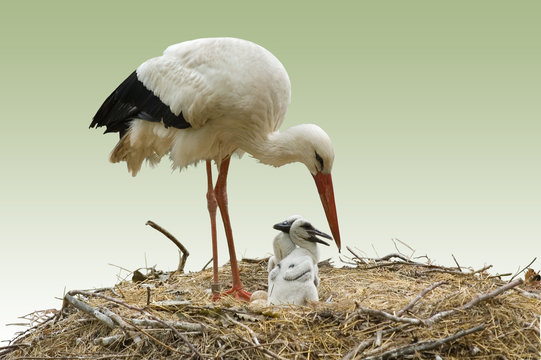 storch und storchenjunge beim f&uuml;ttern
