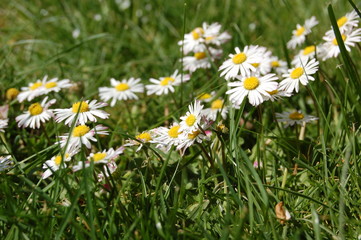 Gänseblumen