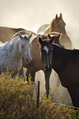 Fototapeta premium wild horses