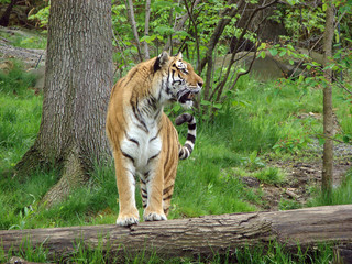 gazing tiger